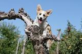 CORGI PEMBROKE 054
